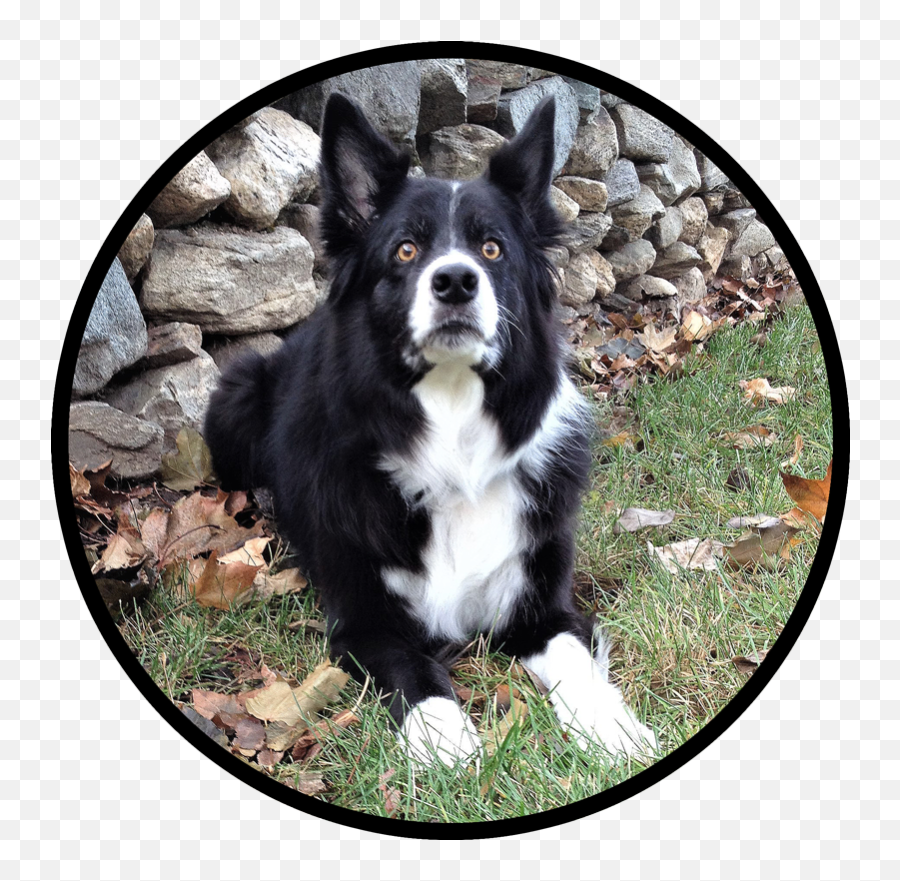Home - Field Stone Border Collies Companion Dog Png,Border Collie Png