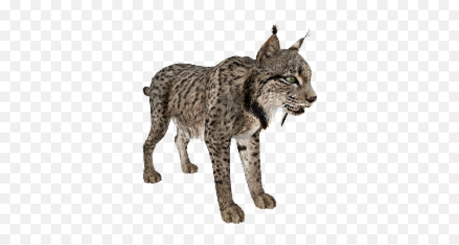 Png Lynx - Iberian Lynx Transparent Background,Bobcat Png