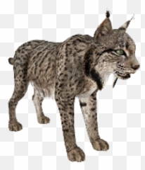 Png Lynx - Iberian Lynx Transparent Background,Bobcat Png