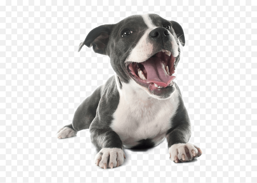 Download Hd Pit Bull Terrier Png - Pitbull Puppy Png,Pitbull Png