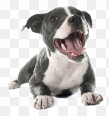 Download Hd Pit Bull Terrier Png - Pitbull Puppy Png,Pitbull Png