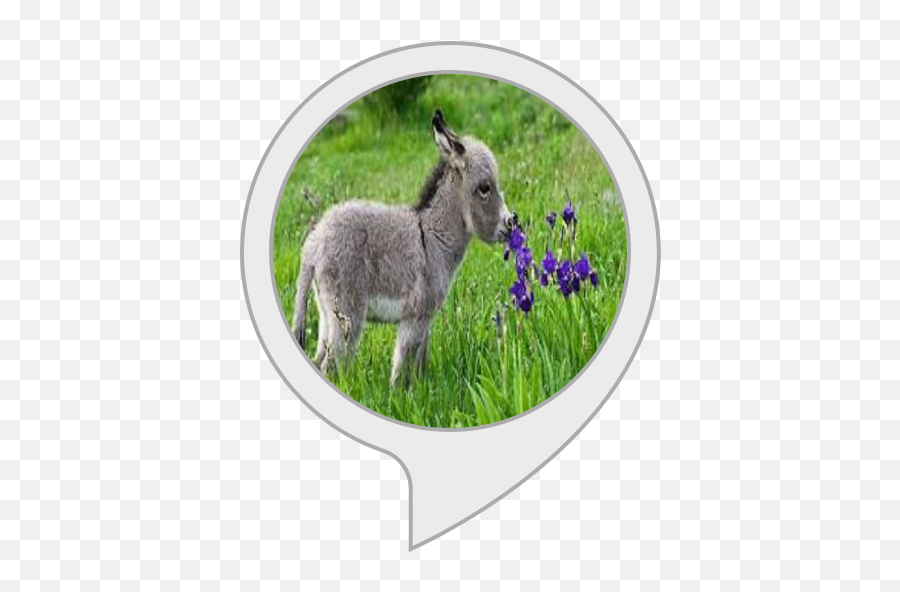 Donkey Trivia Amazonin Alexa Skills - Donkey Png,Donkey Transparent