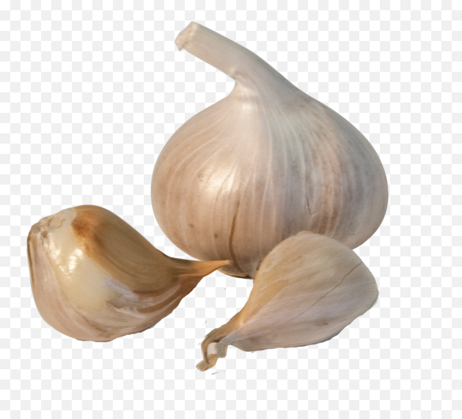 Download Garlic Png Transparent Image - Garlic Transparent Png,Garlic Transparent Background