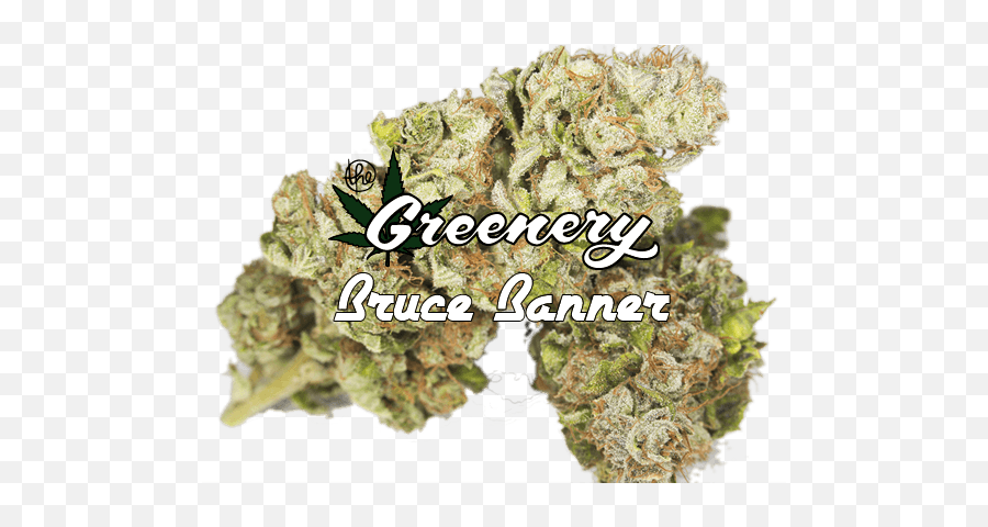 Download Bruce Banner - Cannabis Png,Bruce Banner Png
