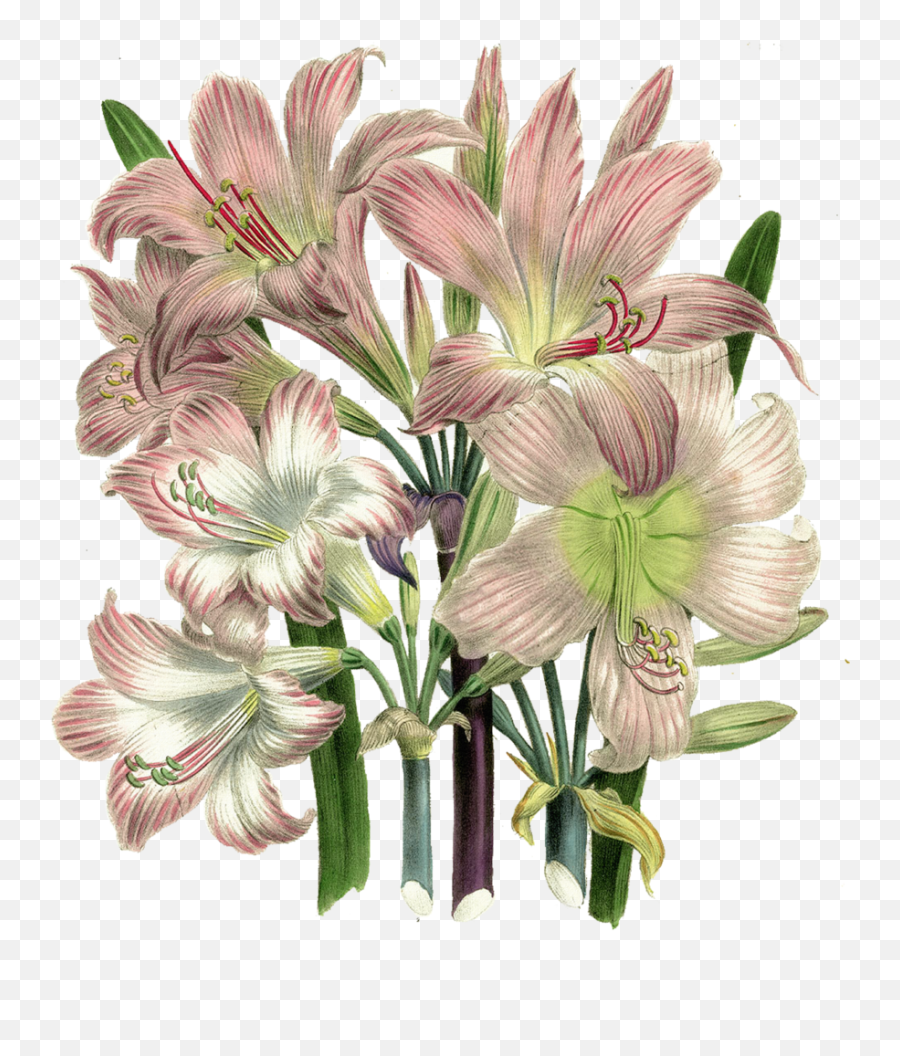 Vintage Flower Clipart Lillies - Souly Had Deja Vu Png,Lillies Png