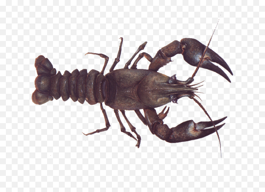Crayfish - Common Yabby Png,Crawfish Png