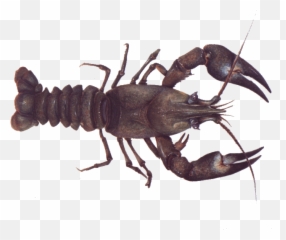 Crayfish - Common Yabby Png,Crawfish Png