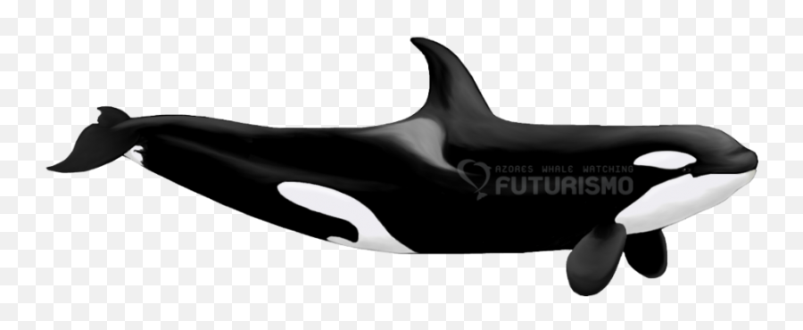 Whale - Vs Png,Killer Whale Png