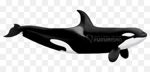 Whale - Vs png