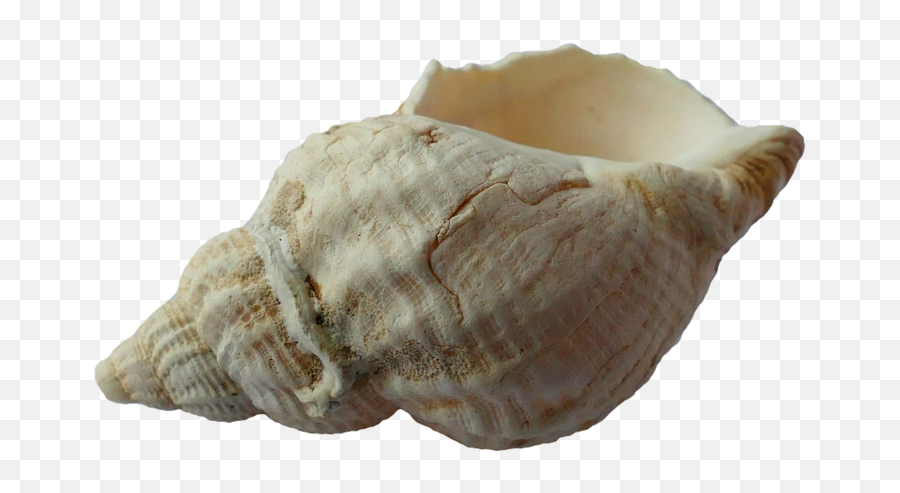 Sea Shell Clam Ocean - Ocean Sea Shells Png,Clam Png