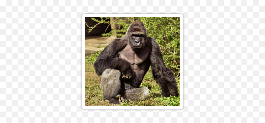 Harambe Gorilla Cincinnati Zoo Png Transparent Free Transparent Png Images Pngaaa Com - roblox gorilla hat