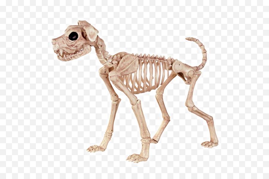 Animal Skeleton Transparent U0026 Png Clipar 1716143 - Png Transparent Dog Skeleton Png,Skeleton Transparent Background