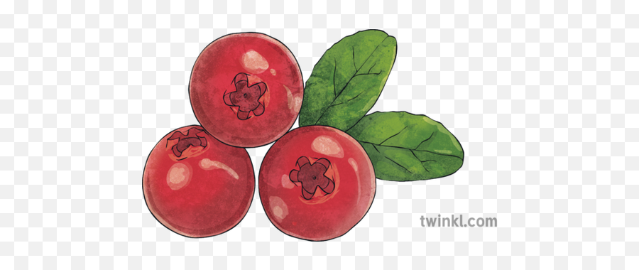 Cranberries 1 Illustration - Malpighia Png,Cranberries Png