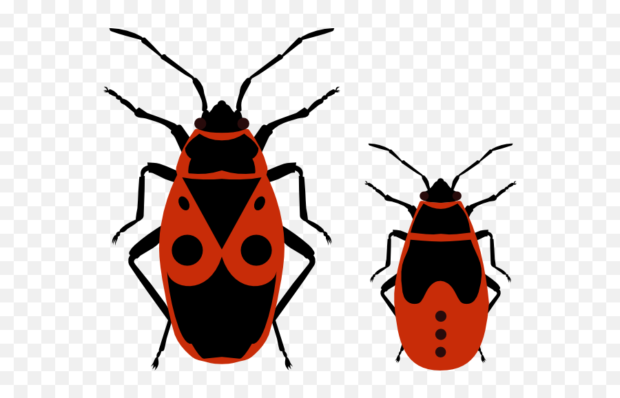 True Bug Png Clipart Mart - Pyrrhocoris Apterus Png,Bugs Png