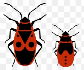 True Bug Png Clipart Mart - Pyrrhocoris Apterus Png,Bugs Png