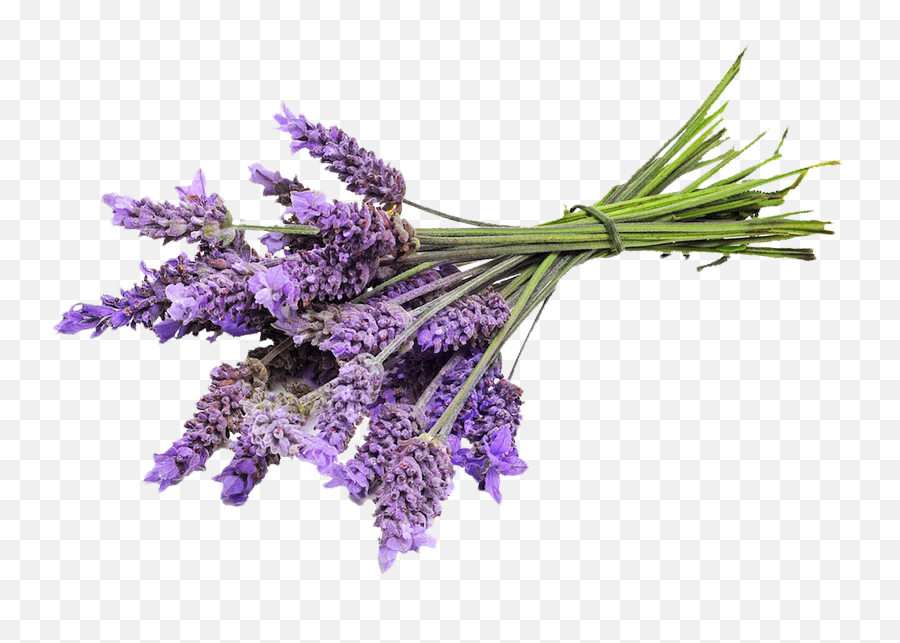 Com Organic French Lavender Vera - Transparent Lavender Plant Png,Lavendar Icon