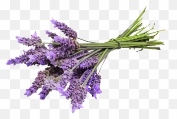 Com Organic French Lavender Vera - Transparent Plant Png