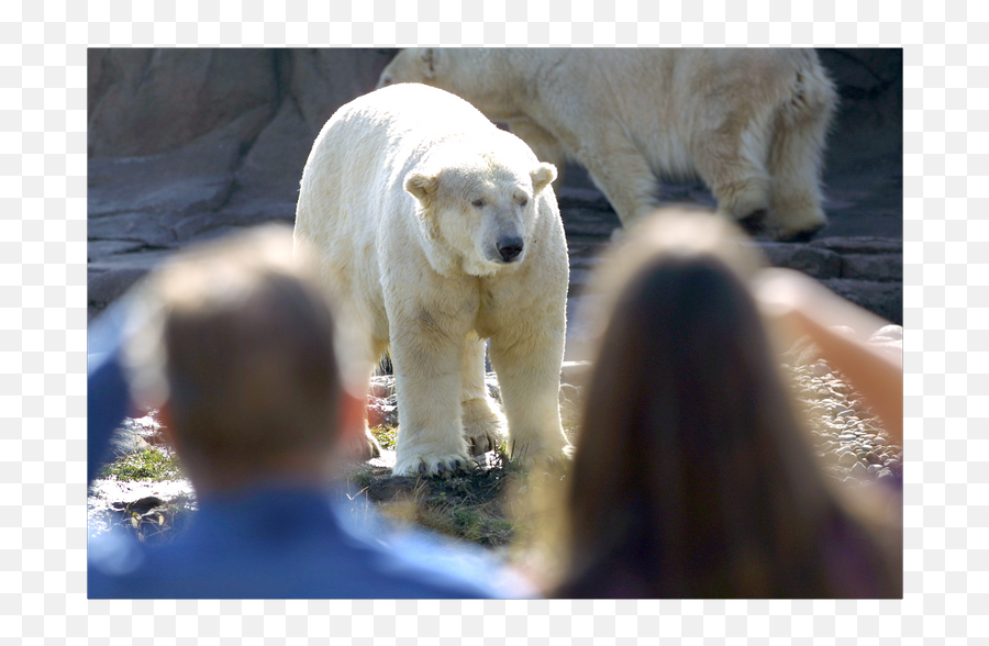 Polar Bear Killed - Polar Bear Exhibit Png,Tunnel Bear Icon