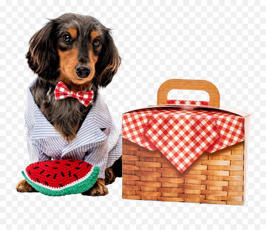 Summer Picnic Pack - Dog Clothes Png,Picnic Set Icon Png