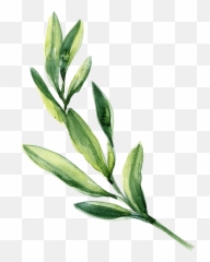 Transparent Green Watercolor Leaves - Leaf Png