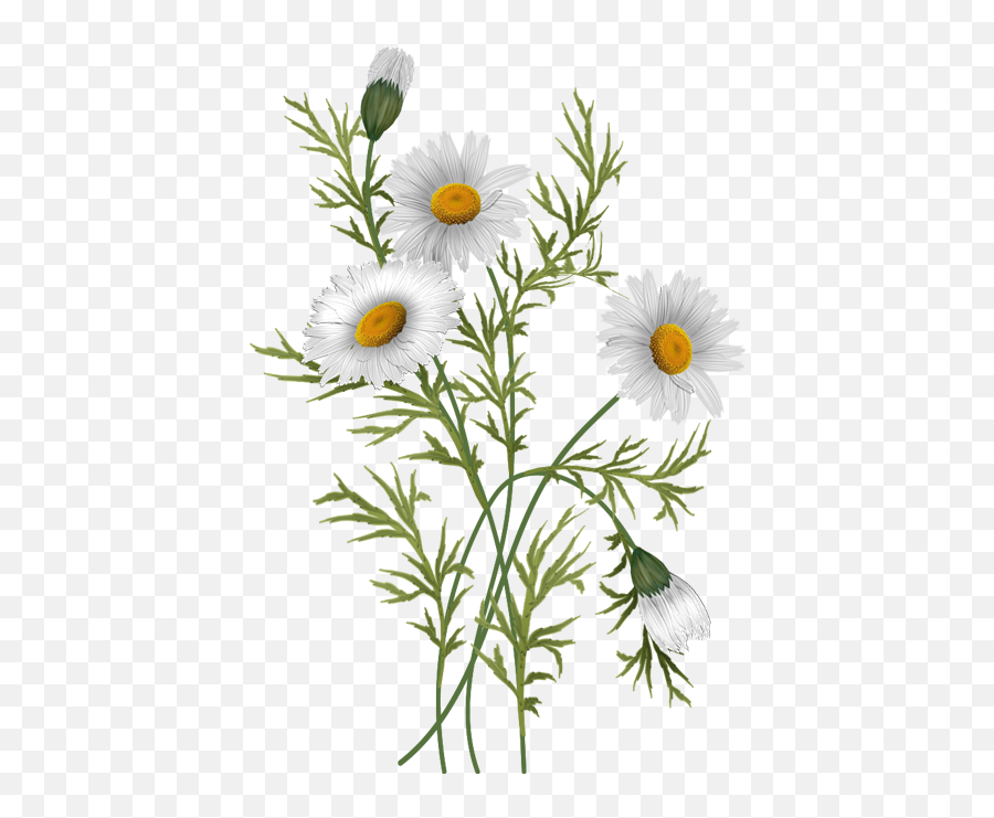 Daisies - Daisy Flowers Png,Daisy Png