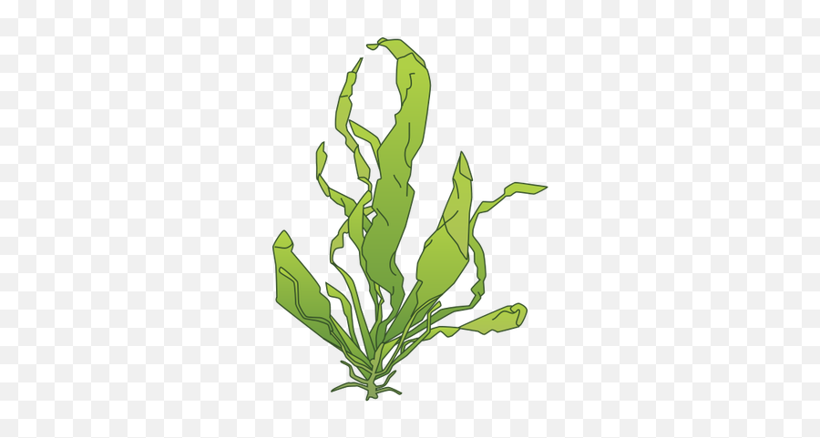 Download Green Algae Drawing - Clip Art Png,Algae Png