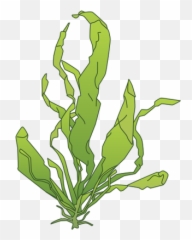 Download Green Algae Drawing - Clip Art Png,Algae Png