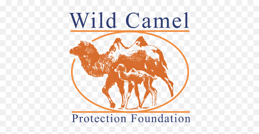 Newsletter Number 42 - Arabian Camel Png,Camel Logo