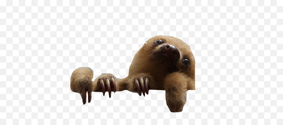 Baby Sloth Png Picture 1794020 - Baby Sloth,Sloth Png