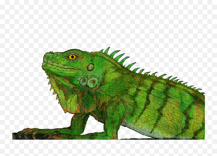 Download Green Iguana Png Image With No Background - Pngkeycom Green Iguana,Iguana Png