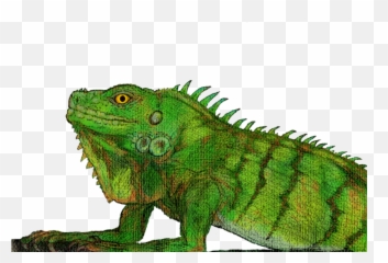 Download Green Iguana Png Image With No Background - Pngkeycom Green Iguana,Iguana Png