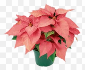 Pot Of Pink Poinsettias Transparent Png - Stickpng Pink Poinsettias,Poinsettia Png