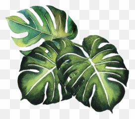 Tropical Plants Alpha Png - Leaf In Yourself