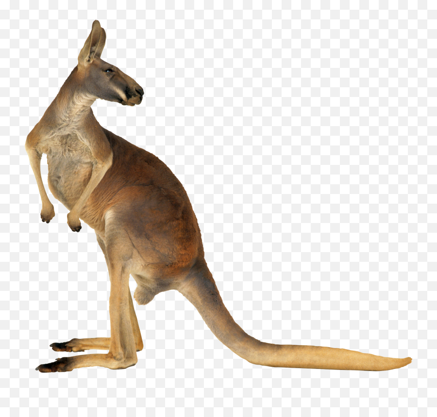 25 Kangaroo Png Image Collection Free Download - Png Kangourou,Animals Png
