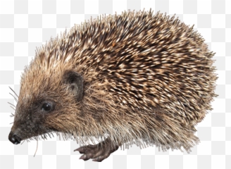 Png Hedgehog