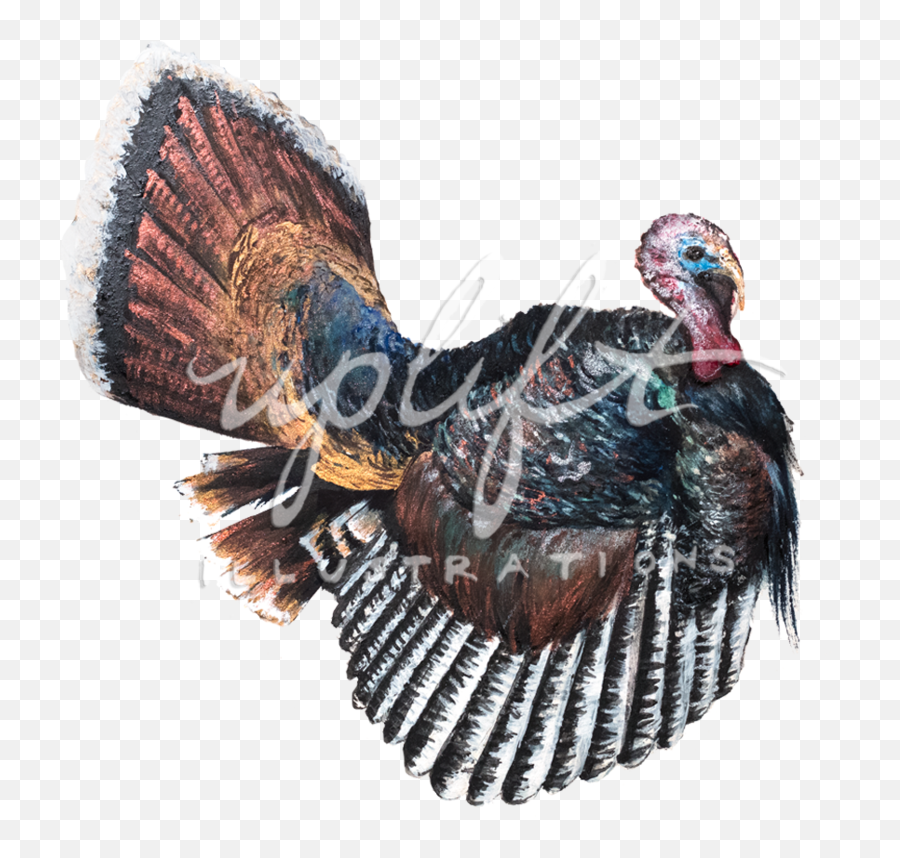 Uplift Illustrations - Wild Turkey Png,Turkey Png