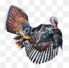 Uplift Illustrations - Wild Turkey png
