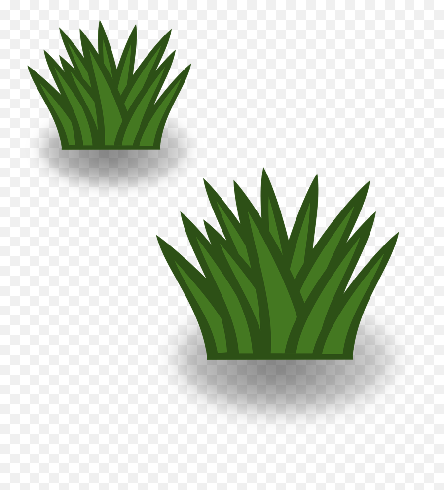 Plantleafaloe Png Clipart - Royalty Free Svg Png Touffe D Herbe Dessin,Aloe Png