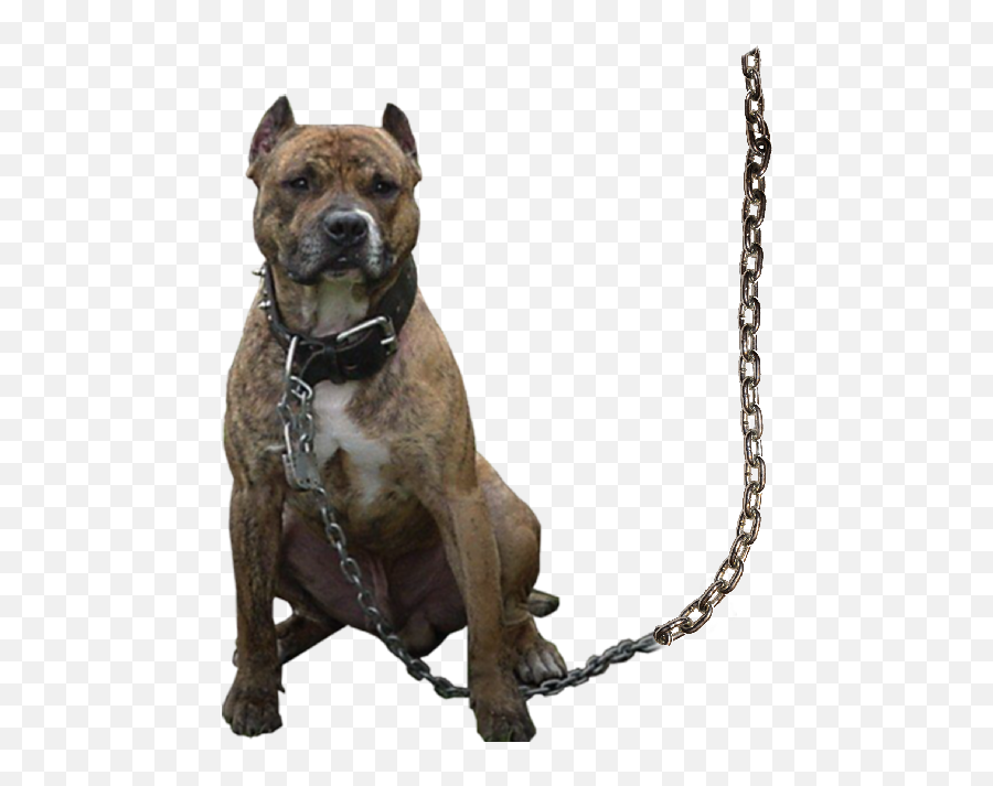 Gangstar Boy Editing Background Png - Dog Png For Editing,Pitbull Png