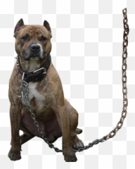 Gangstar Boy Editing Background Png - Dog Png For Editing,Pitbull Png