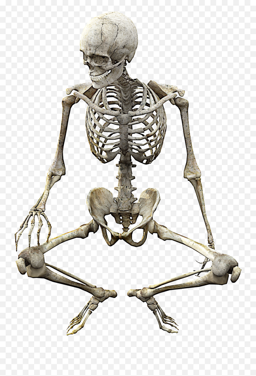 Skeleton Png Transparent