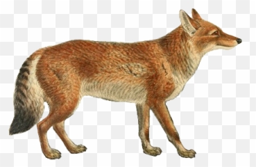 Jackal - Png,Jackal Png