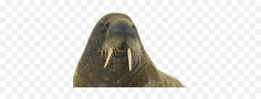 Walrus Close Up Transparent Png - Walrus,Walrus Png