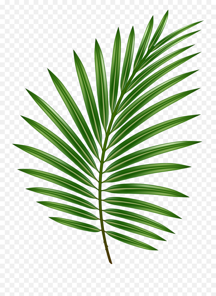Palm Leaf Transparent Png Image - Palm Leaf Transparent Background,Leaf Transparent Background