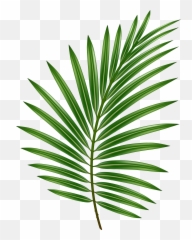 Palm Leaf Transparent Png Image - Background
