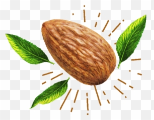 Almond Png
