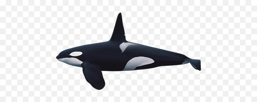 About Orcas - Scientific Killer Whale Illustration Png,Killer Whale Png
