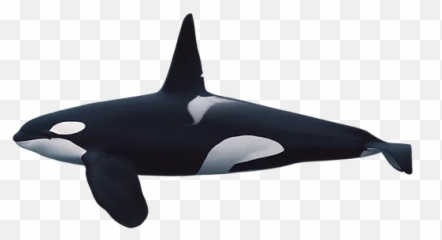 About Orcas - Scientific Killer Whale Illustration png