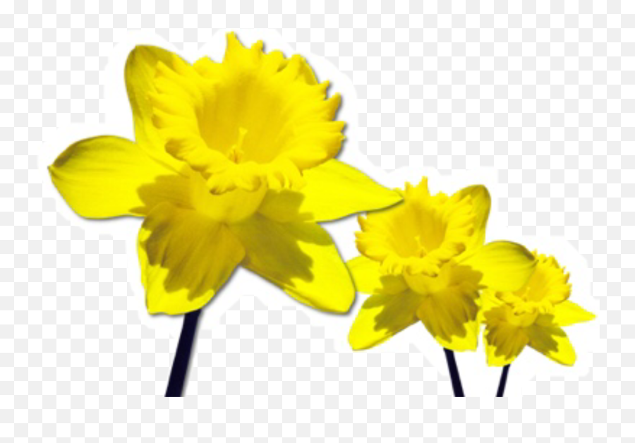 Yellow Flower Flowers Daffodil Sticker By Lily - March Flower Of The Month Png,Daffodil Png
