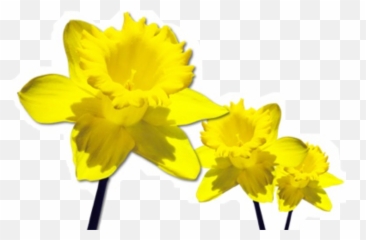 Yellow Flower Flowers Daffodil Sticker By Lily - March Flower Of The Month Png,Daffodil Png